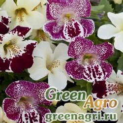Семена Губастик гибридный (Mimulus x hybrida) "Magic F1" (Spring Blossom Mix) raw 1000 шт.