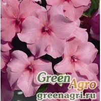 Семена Бальзамин Уоллера (Impatiens walleriana) "Accent F1" (deep pink) raw 1000 шт.