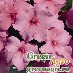 Семена Бальзамин Уоллера (Impatiens walleriana) "Accent F1" (deep pink) raw 1000 шт.