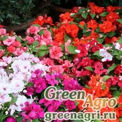 Семена Бальзамин уоллера (Impatiens walleriana) "Athena F1" (formula mix) raw 1000 шт.