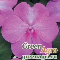 Семена Бальзамин Уоллера (Impatiens walleriana) "Super Elfin – XP F1" (cherry splash) raw 500 шт.