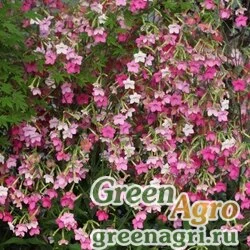 Семена Табак гибридный (Nicotiana x hybrida) "Whisper f1" (rose shades) Raw 1000 шт.