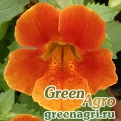 Семена Губастик гибридный (Mimulus x hybrida) "Maximus F1" (orange) raw 1000 шт.