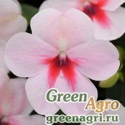 Семена Бальзамин Уоллера (Impatiens walleriana) "Impreza F1" (cherry splash) raw 1000 шт.