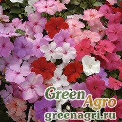 Семена Бальзамин Уоллера (Impatiens walleriana) "Balance F1" (full balance mix) raw 1000 шт.