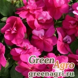 Семена Бальзамин уоллера (Impatiens walleriana) "Athena F1" (bright purple) raw 1000 шт.
