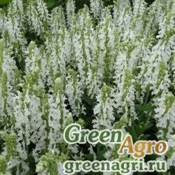 Семена Шалфей пышный (превосходный) (Salvia x superba) "Merleau" (white) raw 1000 шт.