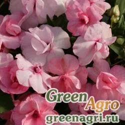 Семена Бальзамин уоллера (Impatiens walleriana) "Athena F1" (appleblossom) raw 1000 шт.