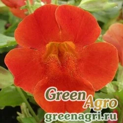 Семена Губастик гибридный (Mimulus x hybrida) "Maximus F1" (red shades) raw 1000 шт.