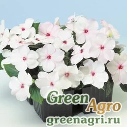 Семена Бальзамин Уоллера (Impatiens walleriana) "Balance F1" (bright eye) raw 1000 шт.