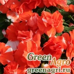 Семена Бальзамин уоллера (Impatiens walleriana) "Athena F1" (orange flash) raw 1000 шт.