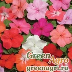 Семена Бальзамин Уоллера (Impatiens walleriana) "Super elfin – xp f1" (mix formula) Raw 500 шт.