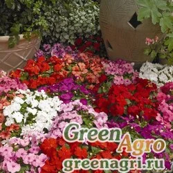 Семена Бальзамин Уоллера (Impatiens walleriana) "Xtreme F1" (mix) raw 1000 шт.