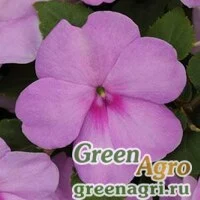 Семена Бальзамин Уоллера (Impatiens walleriana) "Impreza F1" (blue pearl) raw 1000 шт.