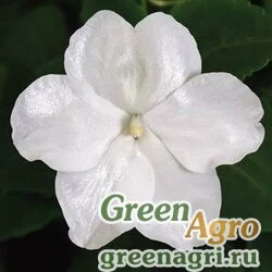 Семена Бальзамин Уоллера (Impatiens walleriana) "SUPER ELFIN – XP F1" (WHITE) Raw 500 шт.