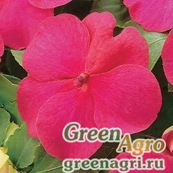 Семена Бальзамин Уоллера (Impatiens walleriana) "Super elfin – standard F1" (salmon splash) raw 1000 шт.