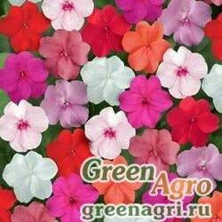 Семена Бальзамин Уоллера (Impatiens walleriana) "Super elfin – xp f1" (mix clear) Raw 500 шт.