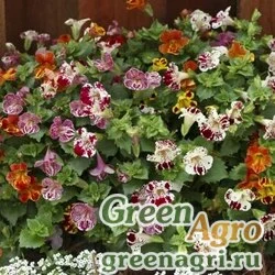 Семена Губастик гибридный (Mimulus x hybrida) "Magic F1" (blotch mix) pelleted 1000 шт.