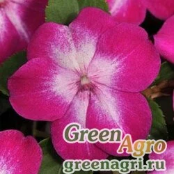 Семена Бальзамин Уоллера (Impatiens walleriana) "SUPER ELFIN – XP F1" (VIOLET STARBURST) raw 500 шт.