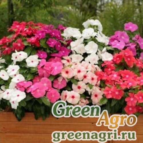Cr.-Catharanthus Roseus