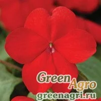 Семена Бальзамин Уоллера (Impatiens walleriana) "Super Elfin – XP F1" (red) raw 500 шт.