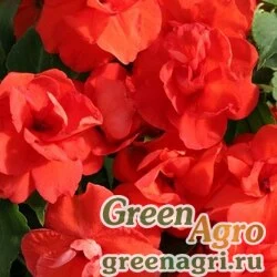 Семена Бальзамин уоллера (Impatiens walleriana) "Athena F1" (orange) raw 1000 шт.
