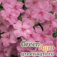 Семена Бальзамин Уоллера (Impatiens walleriana) "Accent F1" (lavender blue) raw 1000 шт.