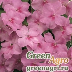 Семена Бальзамин Уоллера (Impatiens walleriana) "Accent F1" (lavender blue) raw 1000 шт.