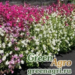 Семена Смолевка плакучая компактная (Silene pendula compacta) (mix) 25 г