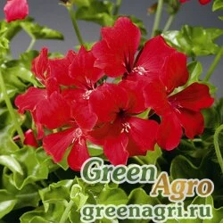 Семена Пеларгония плющелистная (Pelargonium peltatum) "Tornado F1" (red) coated 1000 шт.