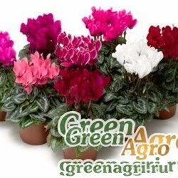 Семена Цикламен персидский (Cyclamen persicum) "BUTTERFLY" (MIX) raw Произв. 1000 шт.