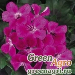 Семена Пеларгония плющелистная (Pelargonium peltatum) "Summer Showers F1" (burgundy) raw 1000 шт.