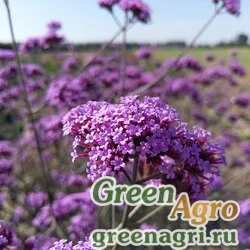Семена Вербена буэнос-айресская (Verbena bonariensis) "Purple Haze" raw 1000 шт.