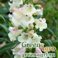 Семена Пенстемон Хартвига (Penstemon hartwegii) "Arabesque F1" (appleblossom) raw 1000 шт.