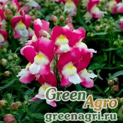 Семена Львиный зев (Антирринум) большой (Antirrhinum majus) "Snappy F1" (rose & white) raw 1000 шт.