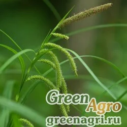 Семена Осока ялуская (Carex jaluensis) 7 гр.