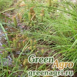 Осока Максимовича (Carex maximowiczii) 1 гр.