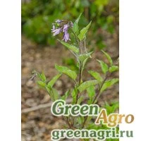 Семена Паслен Китагавы (Solanum kitagawae) 4 гр.