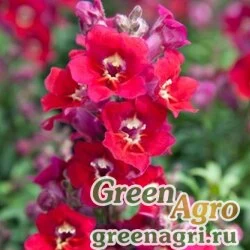 Семена Львиный зев (Антирринум) большой (Antirrhinum majus) "Antiquity F1" (red) raw 1000 шт.
