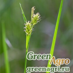 Семена Осока бледноватая (Carex palescens) 3.5 гр.