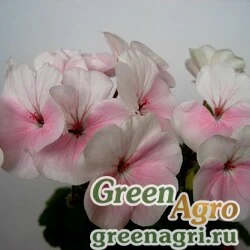 Семена Пеларгония х садовая (герань) (Pelargonium х hortorum) "Video F1" (blush) raw 100 шт.