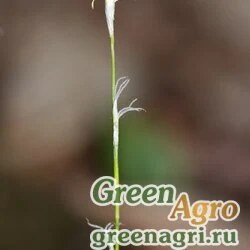 Осока уссурийская (Carex ussuriensis) 5 гр.