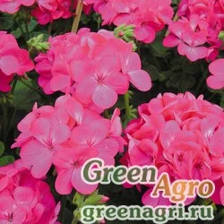 Семена Пеларгония х садовая (герань) (Pelargonium x hortorum) "Apache F1" (rose) Coated 1000 шт.