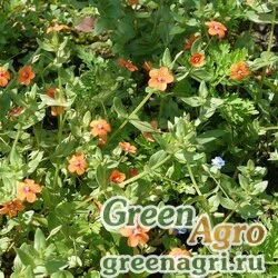 Семена Очный цвет полевой (Anagallis arvensis) 20 гр.