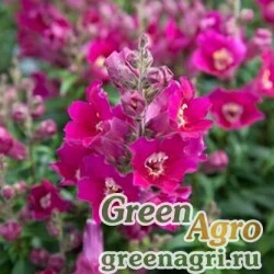 Семена Львиный зев (Антирринум) большой (Antirrhinum majus) "Antiquity F1" (purple) raw 1000 шт.