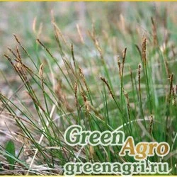Осока Дэвелла (Carex davalliana) 1 гр.