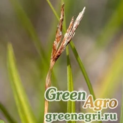 Осока птиценогая (Carex ornithopoda) 1 гр.