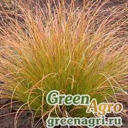 Осока кирпичная (Carex testacea) 1 гр.