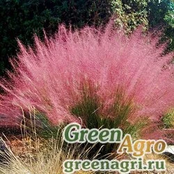 Семена Мюленбергия волосовидная (Muhlenbergia capillaris) 0,1 г