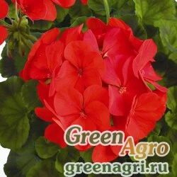 Семена Пеларгония х садовая (герань) (Pelargonium x hortorum) "Ringo 2000 F1" (deep red) coated 1000 шт.